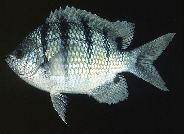 Abudefduf abdominalis.